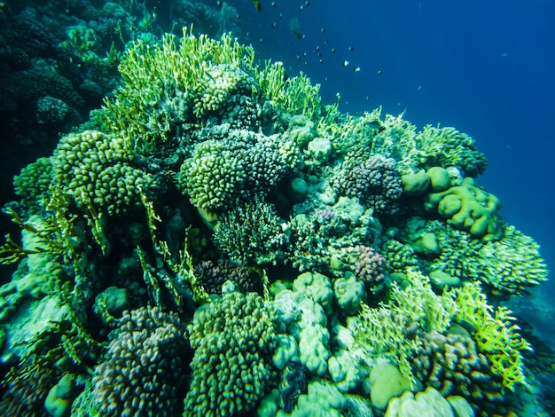 Coral reef of the red sea. corals close-up.