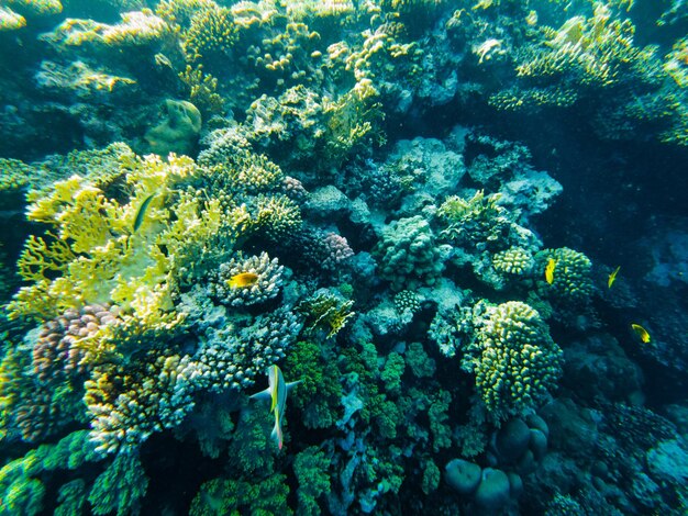 Coral reef of the red sea. corals close-up.