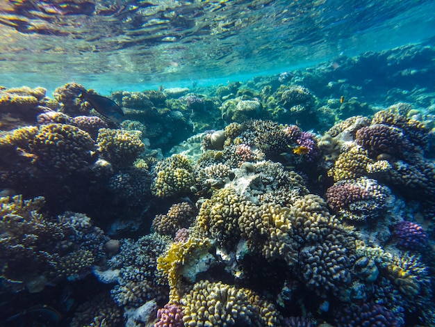 Coral reef of the red sea. corals close-up