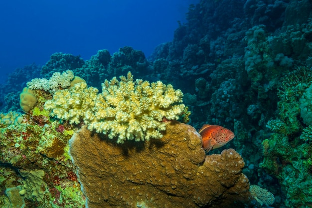 Coral reef in the Red Sea.