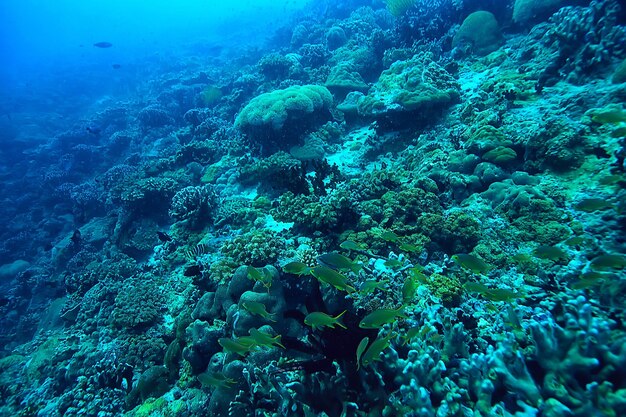 coral reef underwater / lagoon with corals, underwater landscape, snorkeling trip