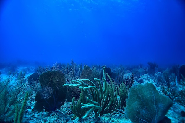 coral reef underwater landscape, lagoon in the warm sea, view under water ecosystem