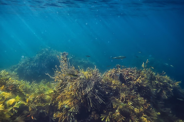 coral reef underwater landscape, lagoon in the warm sea, view under water ecosystem