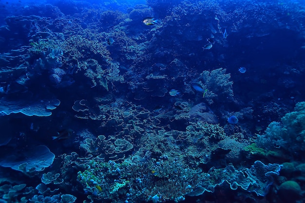 coral reef underwater / sea coral lagoon, ocean ecosystem