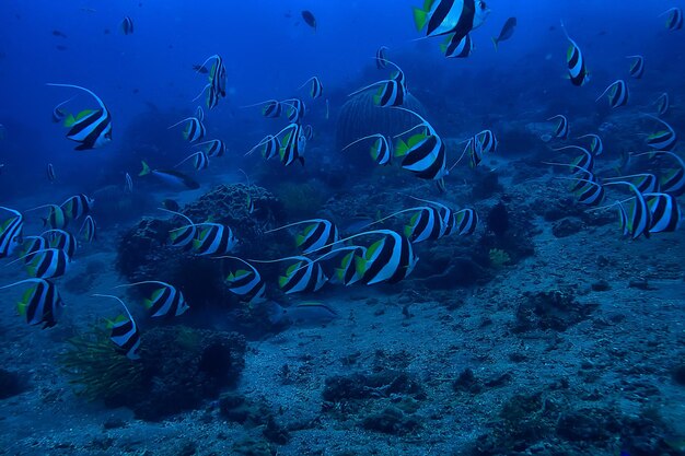 coral reef underwater / sea coral lagoon, ocean ecosystem