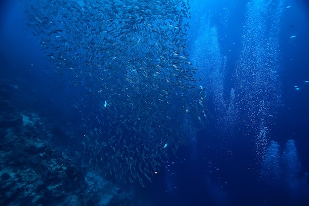 coral reef underwater / sea coral lagoon, ocean ecosystem