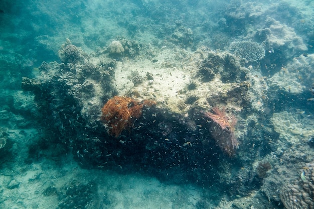 Coral reef with school fish in phi phi island