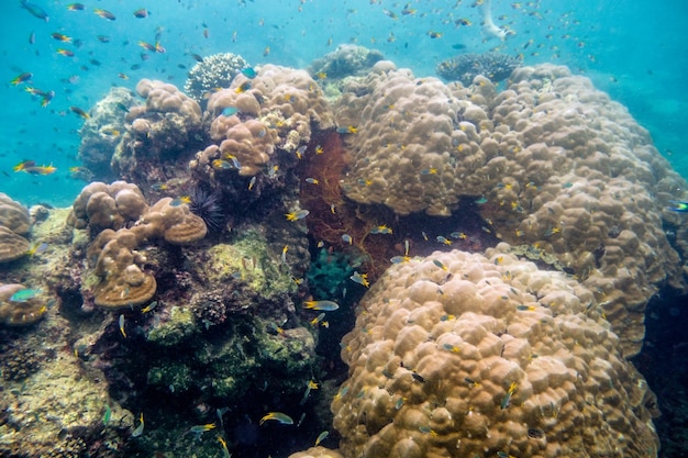 Coral reef with school fish in phi phi island