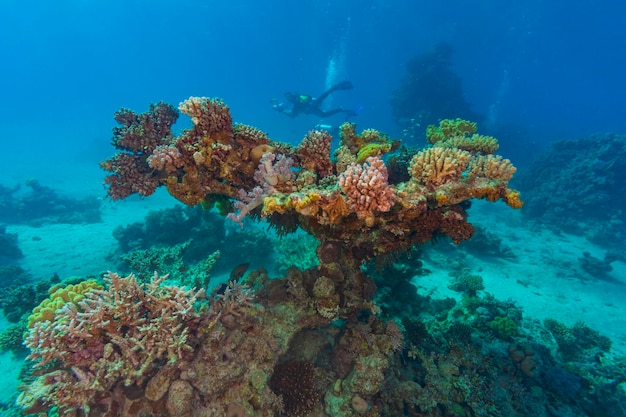 Coral reefs of the Red Sea.