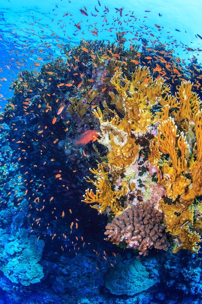 Coral reefs of the Red Sea.