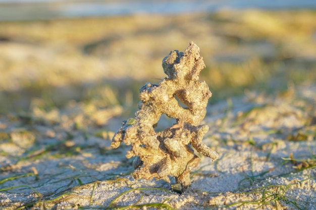 coral reefs in the sea