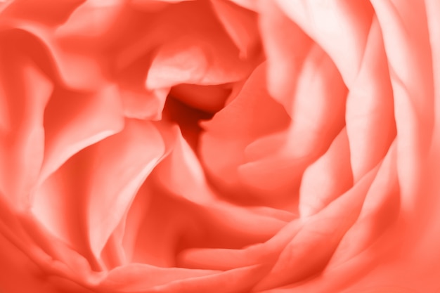 Coral rose flower macro photography close up of petals