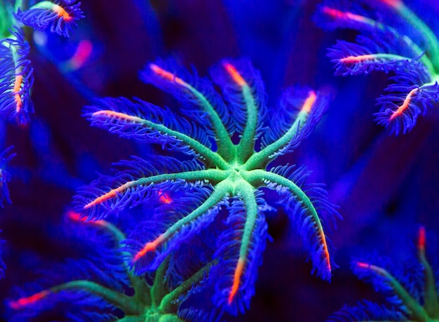 Corals in a marine aquarium.