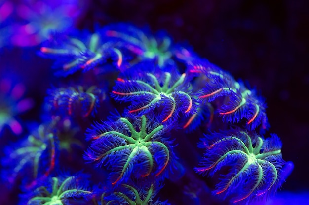 Corals in a marine aquarium.