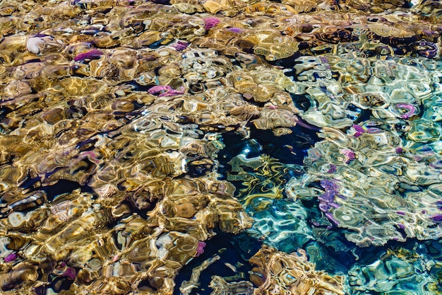 Corals multicolored through transparent undulating sea water top view