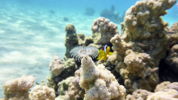 Corals in the Red sea, Eilat, Israel.