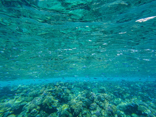 Corals in the red sea. view of the bottom of the red sea