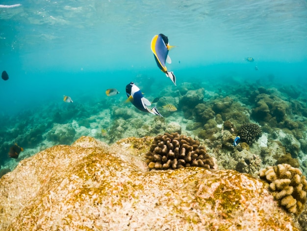 Corals and tropical fish underwater sea life