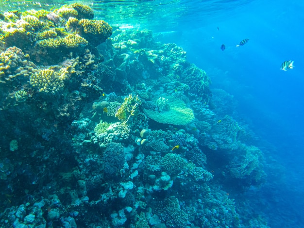 Corals underwater. egypt underwater life of the red sea