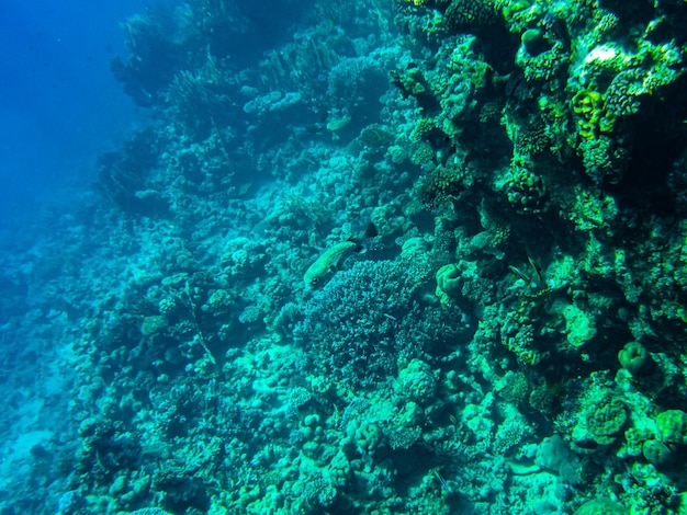 Corals underwater. egypt underwater life of the red sea.