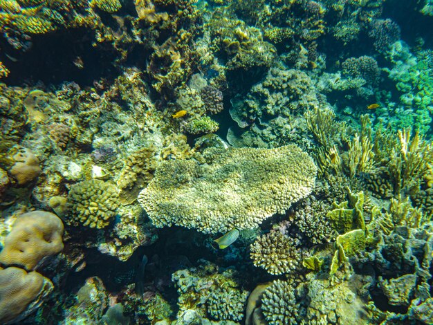 Corals underwater. egypt underwater life of the red sea.