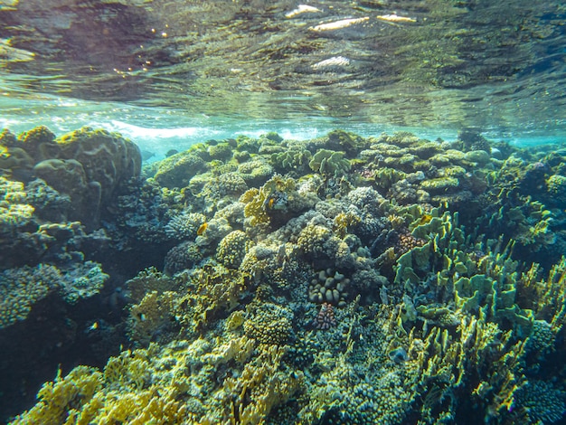 Corals underwater. egypt underwater life of the red sea.