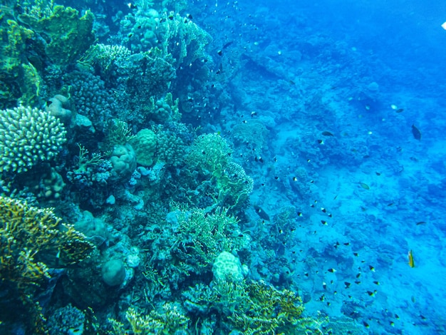 Corals underwater. egypt underwater life of the red sea