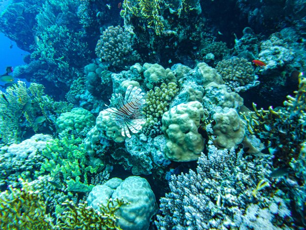 Corals underwater. egypt underwater life of the red sea.