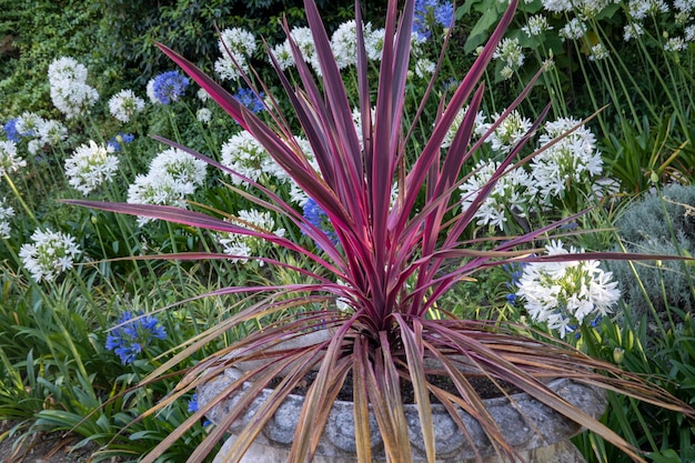 Cordyline australis plant