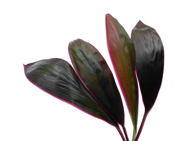 Cordyline fruticosa leaves or hanjuang leaf on white background