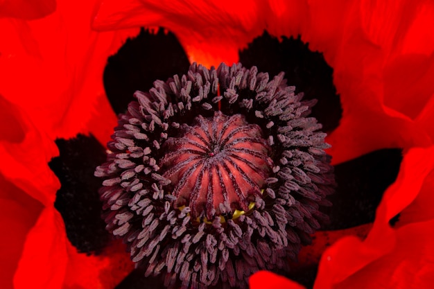 The core of the swollen poppy flower