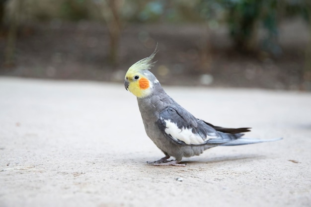 The Corella parrot is a bird of the cockatoo family Bird Macro