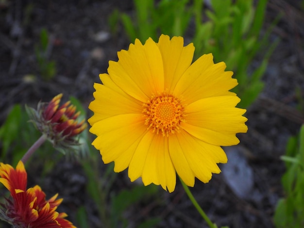 Coreopsis lanceolatalanceleaf coreopsislanceleaf tickseed lanceleaved coreopsis sand coreopsis