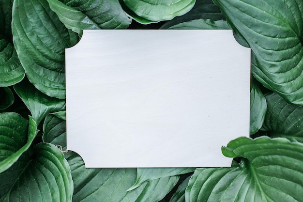 Corfu lily also known as Fragrant plantain lily White blank card on green leaves