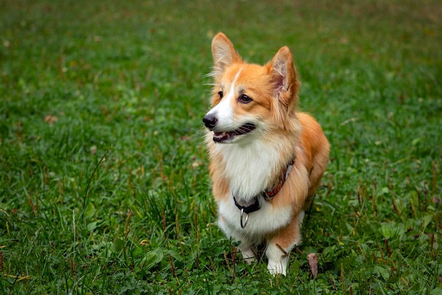 Corgi dog on a green field. Close-up..