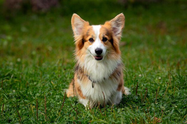 Corgi dog on a green field. Close-up..