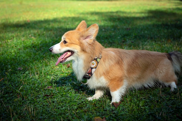 Corgi dog on a green field. Close-up.