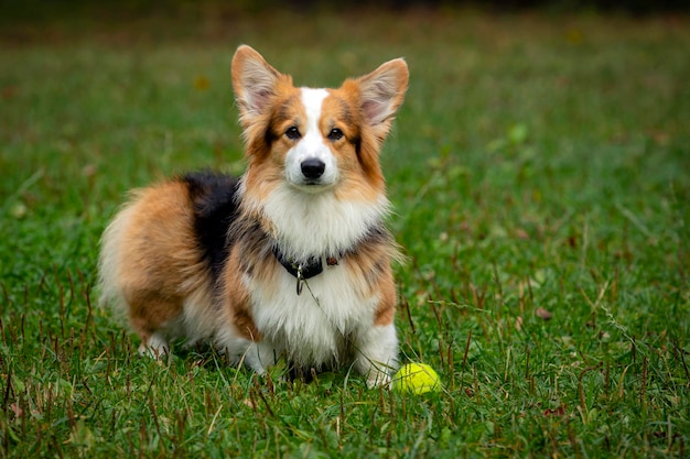 Corgi dog on a green field. Close-up..