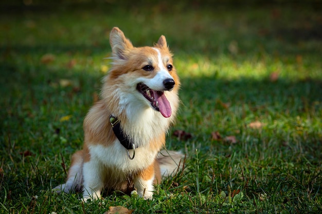 Corgi dog on a green field. Close-up..