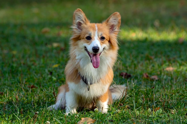 Corgi dog on a green field. Close-up..