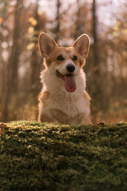 A corgi dog sits on a moss covered log in the woods.