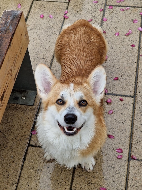 Corgi dog smile and happy in spring rainy day