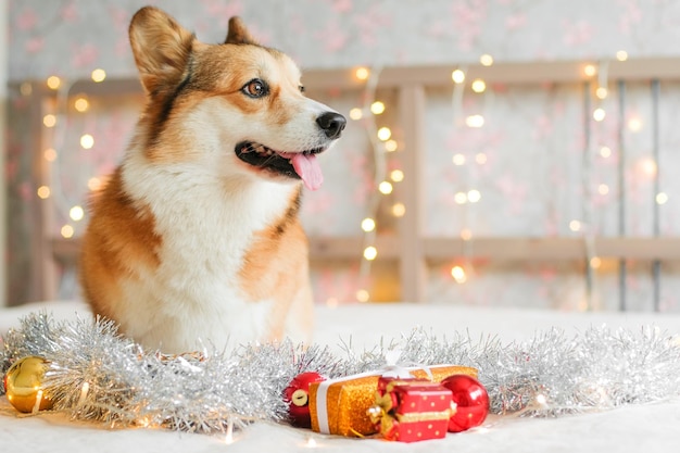 Corgi dog with gifts and Christmas decorations against the garland lights background. New Year