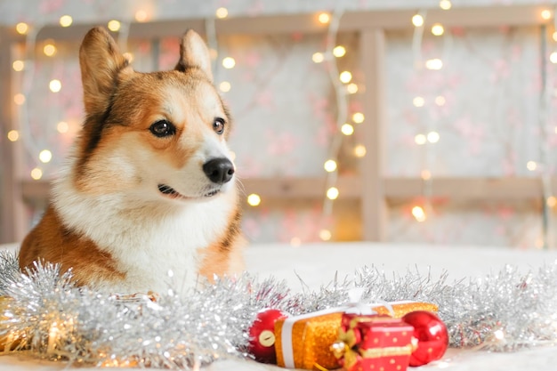 Corgi dog with gifts and Christmas decorations against the garland lights background. New Year