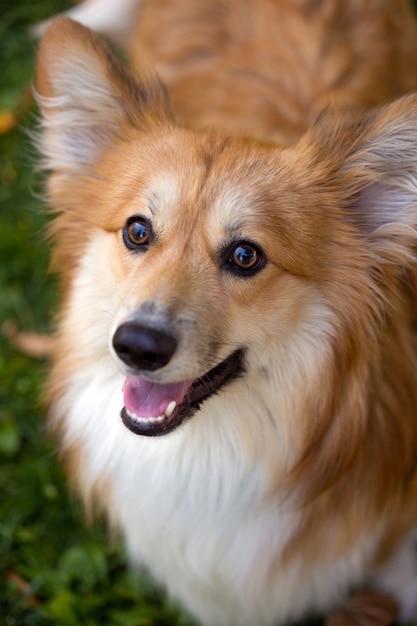 Corgi fluffy close up portrait at the outdoor