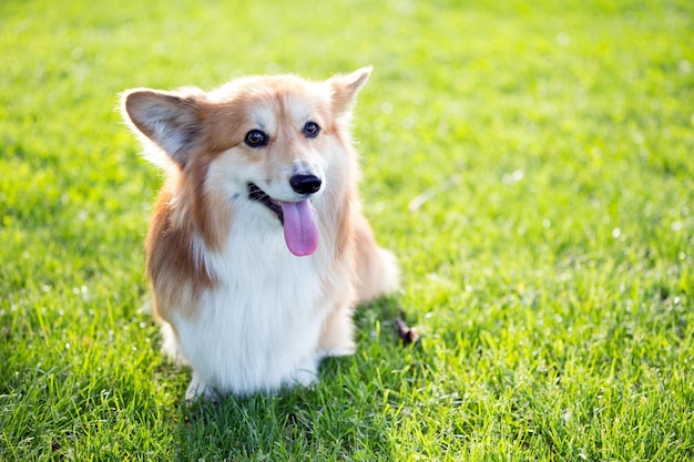 Corgi fluffy portrait