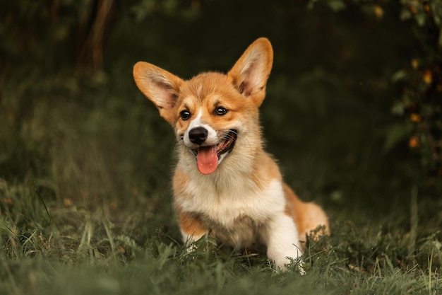 corgi puppies in the grass in summer in the setting sun