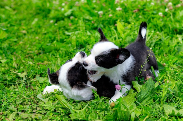 Corgi puppies play on the grass