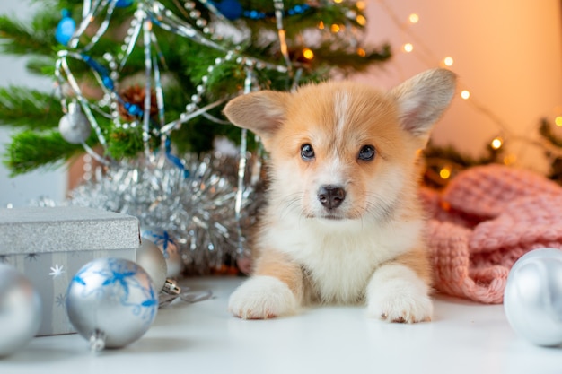 Corgi puppy on christmas tree background christmas background