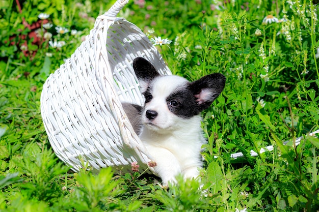 A Corgi puppy is sitting in a wicker basket on the grass